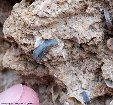 Article de crinoïde (probablement Millericrinus sp.) vu “de profil” dans un calcaire bioclastique de la Pointe du Chay (Charente-Maritime)