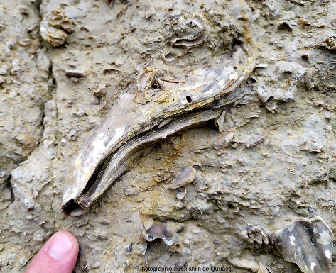 Fossile presque complet de Trichites saussurei au sein du calcaire bioclastique de la Pointe du Chay, Charente-Maritime