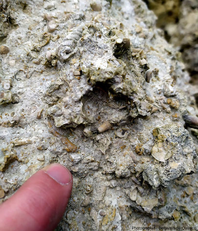 Calcaire bioclastique avec de nombreux fragments de coquille, un piquant d'oursin et un gastéropode en haut à gauche