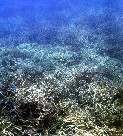 Grande surface occupée quasi-exclusivement de coraux branchus, Moore Reef, Grande Barrière de Corail (Australie)