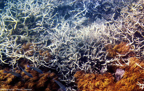 Zoom sur des coraux branchus, avec des anémones de mer au premier plan