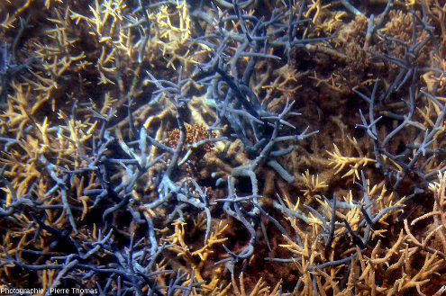 Zoom sur des coraux branchus blancs (en fait beige clair à cause des endosymbiotes qu'ils hébergent) et sur des coraux bleus