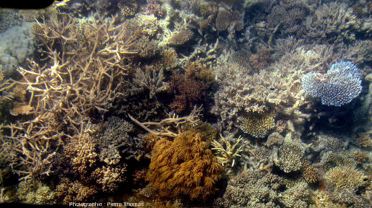 Zone riche en diverses morphologies et couleurs de coraux : “blancs” ou bleus, branchus, en spatules ou en plaquettes, en buisson… avec une anémone au premier plan