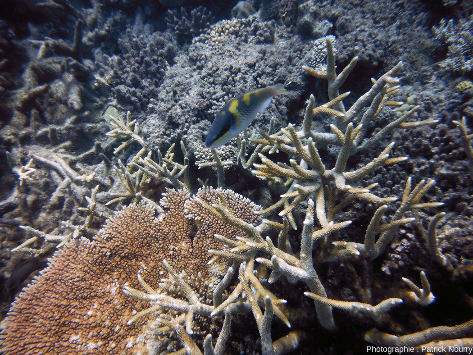 Coraux de morphologie différente, Moore Reef, Grande Barrière de Corail