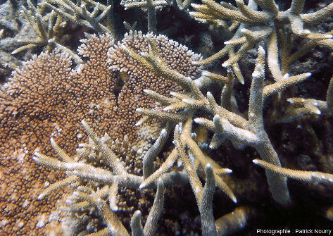 Zoom sur des coraux de morphologie différente, Moore Reef, Grande Barrière de Corail