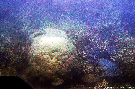 Corail en boule au milieu de coraux branchus, Moore Reef, Grande Barrière de Corail (Queensland, Australie)