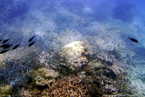 Boule de corail, Grande Barrière de Corail (Australie)
