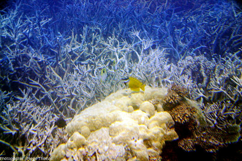 Boule de corail, Grande Barrière de Corail (Australie)