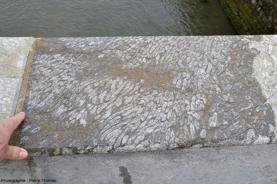 Vue d'ensemble d'une dalle recouvrant le parapet du Puente Santa Catalina, dalle recoupant une “gerbe” de coraux obliquement aux “branches”