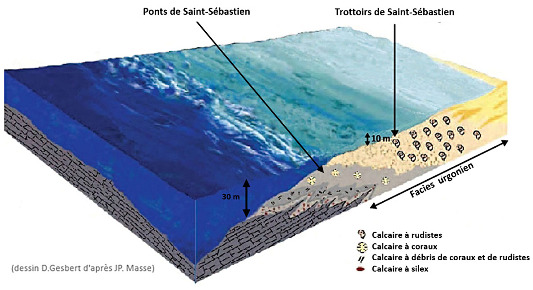 Reconstitution du milieu de sédimentation des calcaires urgoniens