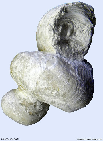 Un rudiste, Requienia ammonia, exposé au Musée Urgonia