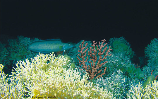Récif à Lophelia pertusa au large des côtes norvégiennes sous la zone photique, un exemple de récif corallien d'eaux froides et profondes