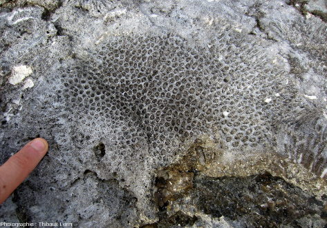 Vue rapprochée d'un patate corallienne fossile, atoll de Tikehau, Polynésie française
