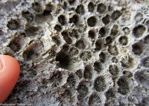 Détail d'une patate corallienne fossile en vue de dessus