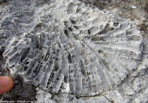 Détail d'une patate corallienne fossile en vue de profil