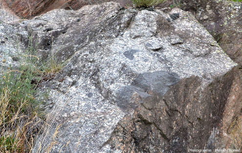 Affleurement de granite porphyroïde gris contenant beaucoup plus d'enclaves basiques que dans la carrière de Saint-Julien-la-Vêtre