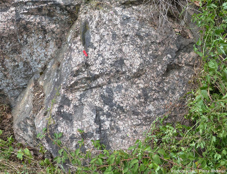 Zoom sur le granite à faciès rose particulièrement riche en enclaves basiques et en feldspaths de grande taille