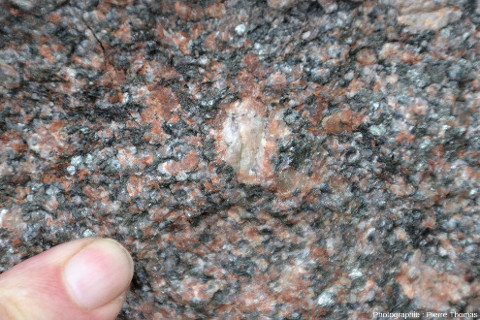Zoom sur le granite de faciès porphyroïde sombre, riche en amphiboles et en petits feldspaths rose-orangé foncé (sans doute des plagioclases anormalement riches en Fe3+) et contenant de gros feldspaths à structure rapakivi