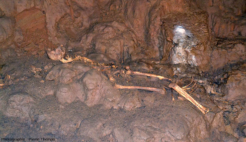 Squelette (datant de −5000 BP, Âge du Cuivre) déposé bras et jambes repliés sur un dépôt d'argile à l'intérieur de la grotte de Foissac (Aveyron)