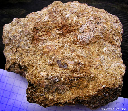 “Brèche osseuse” formée d'une accumulation d'os de chauves-souris provenant des phosphorites du Quercy