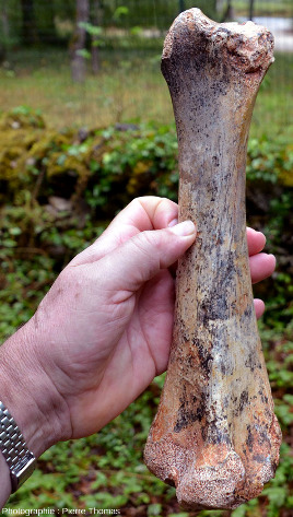 Il n'y a pas que de “petits os” dans les phosphatières du Quercy, mais aussi des os de belle taille, comme ce dernier que le guide montrait au visiteur en aout 2020