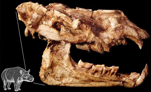 Crâne d'un Cadurcotherium cayluxi et reconstitution de l'animal