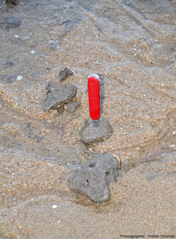 Galets mous transportés sans être détruits “loin” des bancs d'argile d'où ils proviennent et déposés sur des bancs de sable
