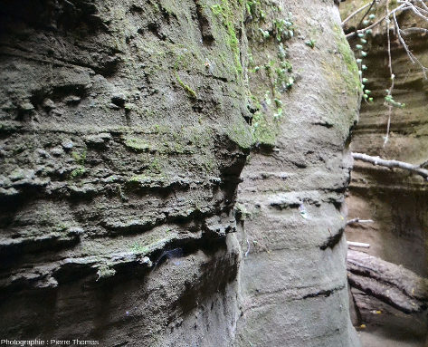 Exemple de grésification irrégulière sur les parois du canyon