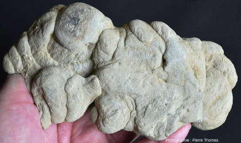 Concrétion gréseuse, aux formes lobées capricieuses et tarabiscotées, ramassée dans le lit d'un canyon dans la molasse miocène du Bas Dauphiné