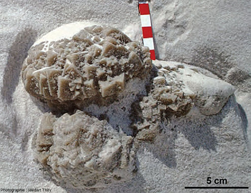 Nodule multilobé isolé (cristallaria) de calcite sableuse in situ dans du sable non consolidé