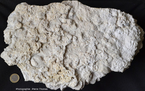 L'autre face du “gros” échantillon de calcite de Bellecroix (L = 36 cm)