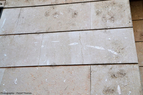 Dalles de calcaire riches en nérinées ornant les murs du bâtiment où est installée la bibliothèque municipale de Jean Macé (Lyon, 7e)