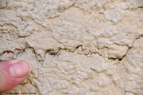 Joints stylolitiques dans un calcaire bathonien (Jurassique moyen) du Bugey (Sud du massif du Jura, à 50 km en amont de Lyon)