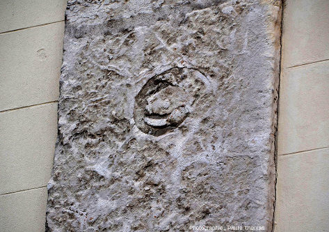 Ammonite à plat dans la stratification (mise à la verticale) d'un calcaire bathonien du Bugey utilisé pour construire l'église Notre Dame-Saint Louis de la Guillotière (Lyon 7e)