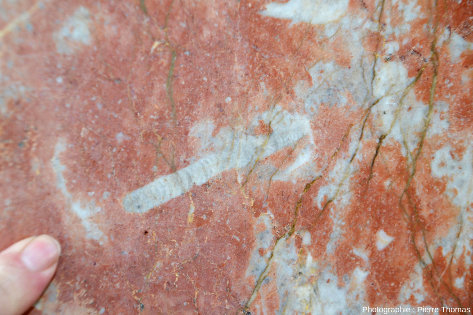 Détail d'une dalle de calcaire rose riche en cavités pleines de calcite (cavité appelée stromatactis, dont l'origine est discutée) en encadrement d'une entrée d'immeuble