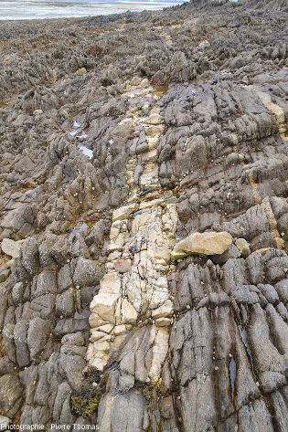 Filon de quartz laiteux (blanc) intrusif dans des orthogneiss de l'estran Sud-Est de l'ile Callot (Carantec, Finistère)
