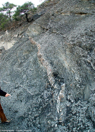 Couche de calcaire tronçonnée par des fentes de tension remplies de calcite au sein de marnes schistosées quasiment dépourvues de fentes de calcites, bord de la D954, Savines-le-Lac (Hautes-Alpes)