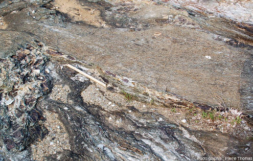 Vue rapprochée sur une dalle de méta-carbonates très impurs et très schistosés montrant un beau chapelet de boudins, ile d'Elbe (Italie)