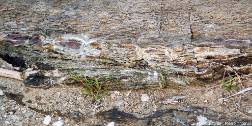 Zoom sur une dalle de méta-carbonates très impurs et très schistosés montrant un beau chapelet de boudins, ile d'Elbe (Italie)