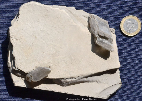 Échantillon stratifié d'argile légèrement calcaire présentant des cristaux automorphes de gypse, ramassé à Cornillon-en-Trièves (Isère)