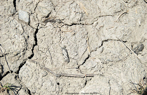 Au sol, dans les argiles würmiennes à gypse au-dessus du lac de Monteynard (Isère)