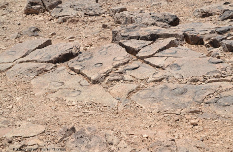 Surface parsemée de structures dans les roches sédimentaires de la formation du Nama (750 Ma), très probablement des stromatolites