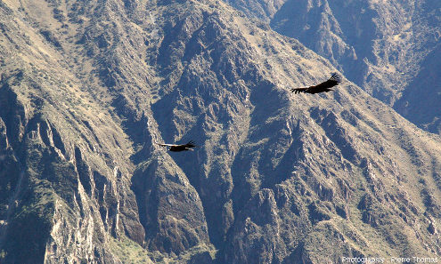 Condors des Andes (Vultur gryphus) en vol, photographiés près de la Croix du Condor (canyon de Colca, Pérou)