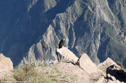 Condor des Andes (Vultur gryphus) posé sur un rocher près de la Croix du Condor (canyon de Colca, Pérou)