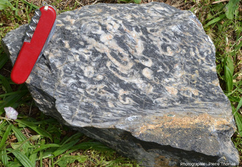 Bloc de marbre issu d'un calcaire urgonien à rudistes (Crétacé inférieur) affecté par le “métamorphisme pyrénéen” (Crétacé supérieur, HT-BP)
