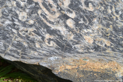 Détail d'un bloc de marbre issu d'un calcaire urgonien à rudistes (Crétacé inférieur) affecté par le “métamorphisme pyrénéen” (Crétacé supérieur, HT-BP)