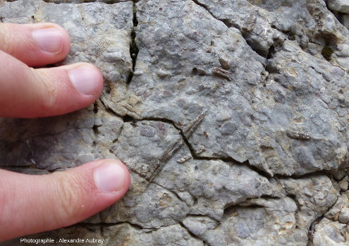 Rostres de bélemnites observés dans les calcaires des Dentelles de Montmirail (Vaucluse)