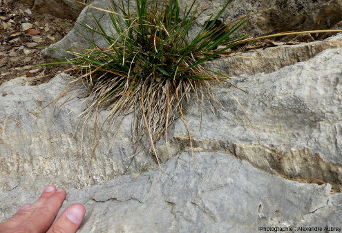 Stries et marches de calcite dans les calcaires portlandiens des Dentelles sarrasines (Vaucluse)