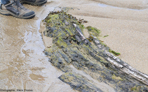 Vue de détail d'un tronc d'arbre entièrement “de consistance tourbeuse” dépassant du sable de la plage de l'ile de La Dame Jouanne, Saint-Briac-sur-Mer (Ille et Vilaine), le 7 octobre 2021