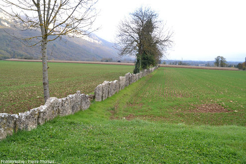 Clôture séparant deux champs, une utilisation astucieuse et originale des dalles de calcaire de Villebois (Ain)
